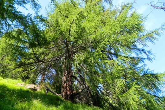 ARTE E NATURA ALLA TEGIA. Il Bando scade il 25 marzo