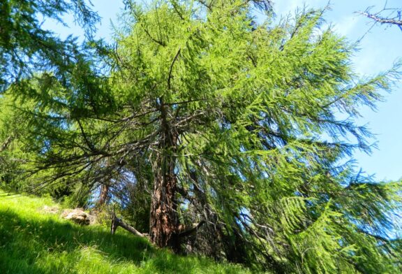 ARTE E NATURA ALLA TEGIA. Il Bando scade il 25 marzo