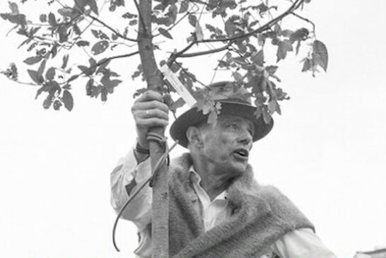 JOSPEH BEUYS in difesa della natura