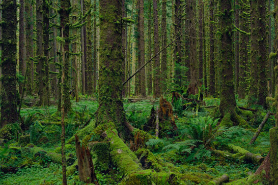 MITCH EPSTEIN. La Natura che sopravvive