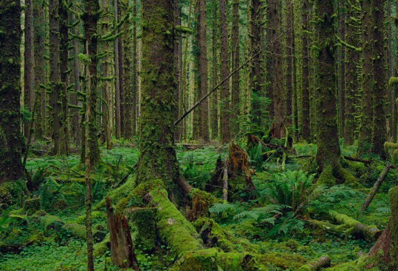 MITCH EPSTEIN. La Natura che sopravvive