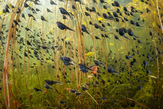 Al via la 60° edizione di Wildlife Photographer  of the year