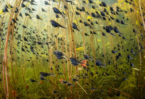 Al via la 60° edizione di Wildlife Photographer  of the year
